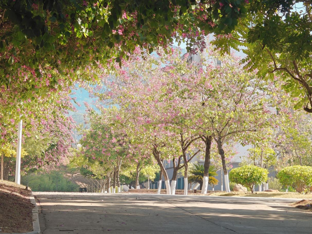 艺启青春·术承匠心|文化艺术节特别报道（八）—— 光影定格校园，镜头诉说青春